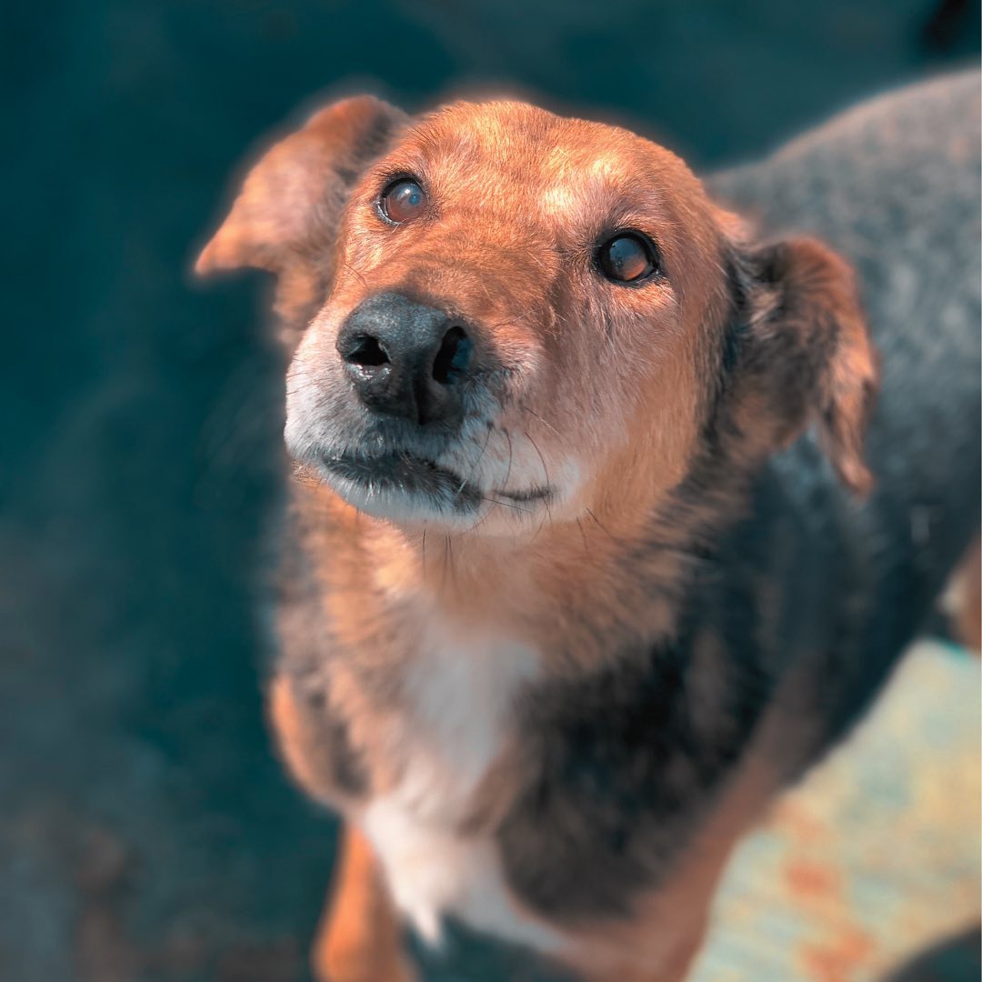 ATILIO ADOPTADO 🤍Hoy es el turno de Atilio 🐕 (no me digan que el emoji no es igual 🤭)Llegó al (1)