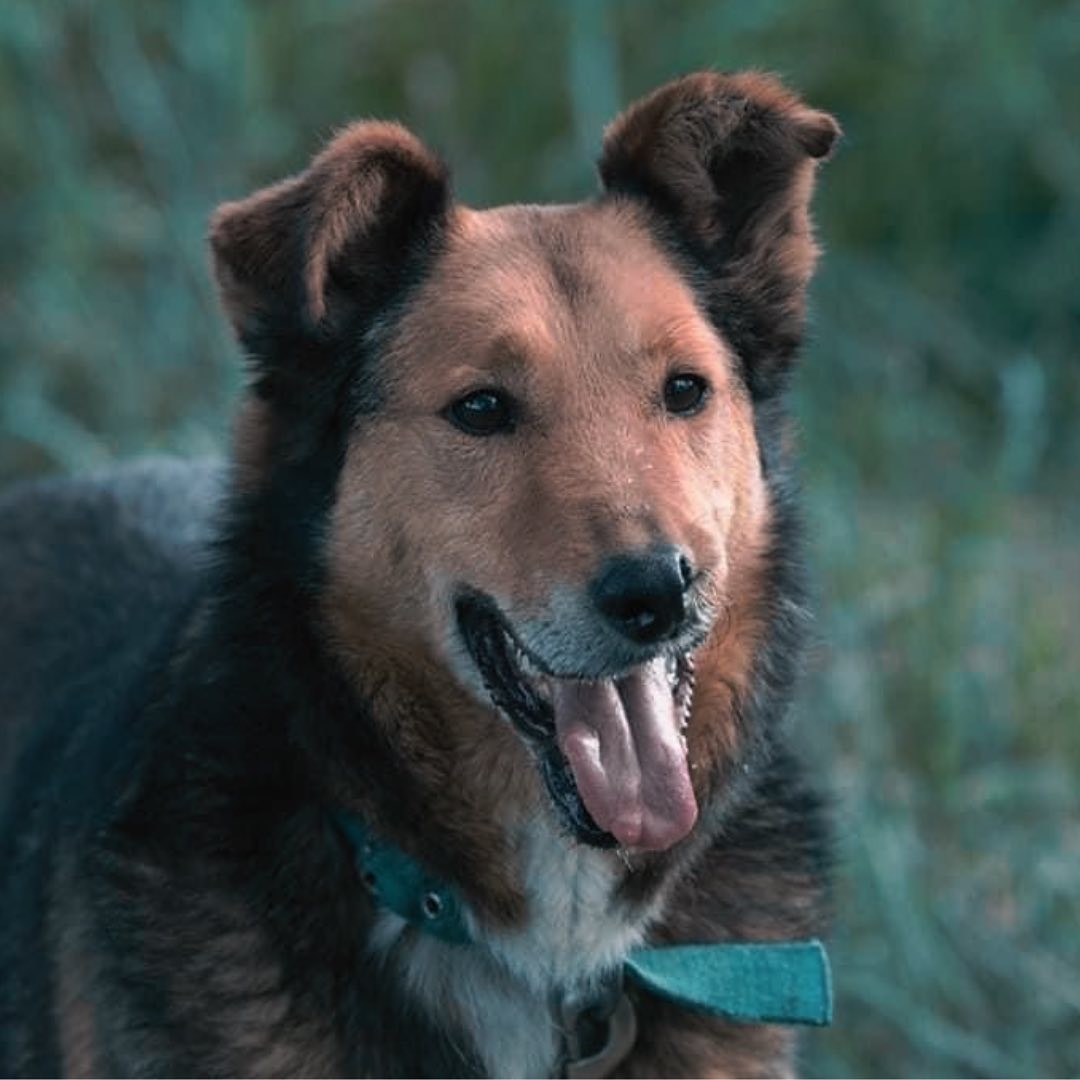 ATILIO ADOPTADO 🤍Hoy es el turno de Atilio 🐕 (no me digan que el emoji no es igual 🤭)Llegó al (2)