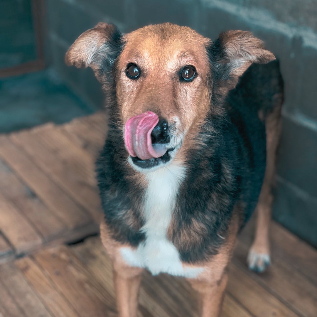 ATILIO ADOPTADO 🤍Hoy es el turno de Atilio 🐕 (no me digan que el emoji no es igual 🤭)Llegó al (3)