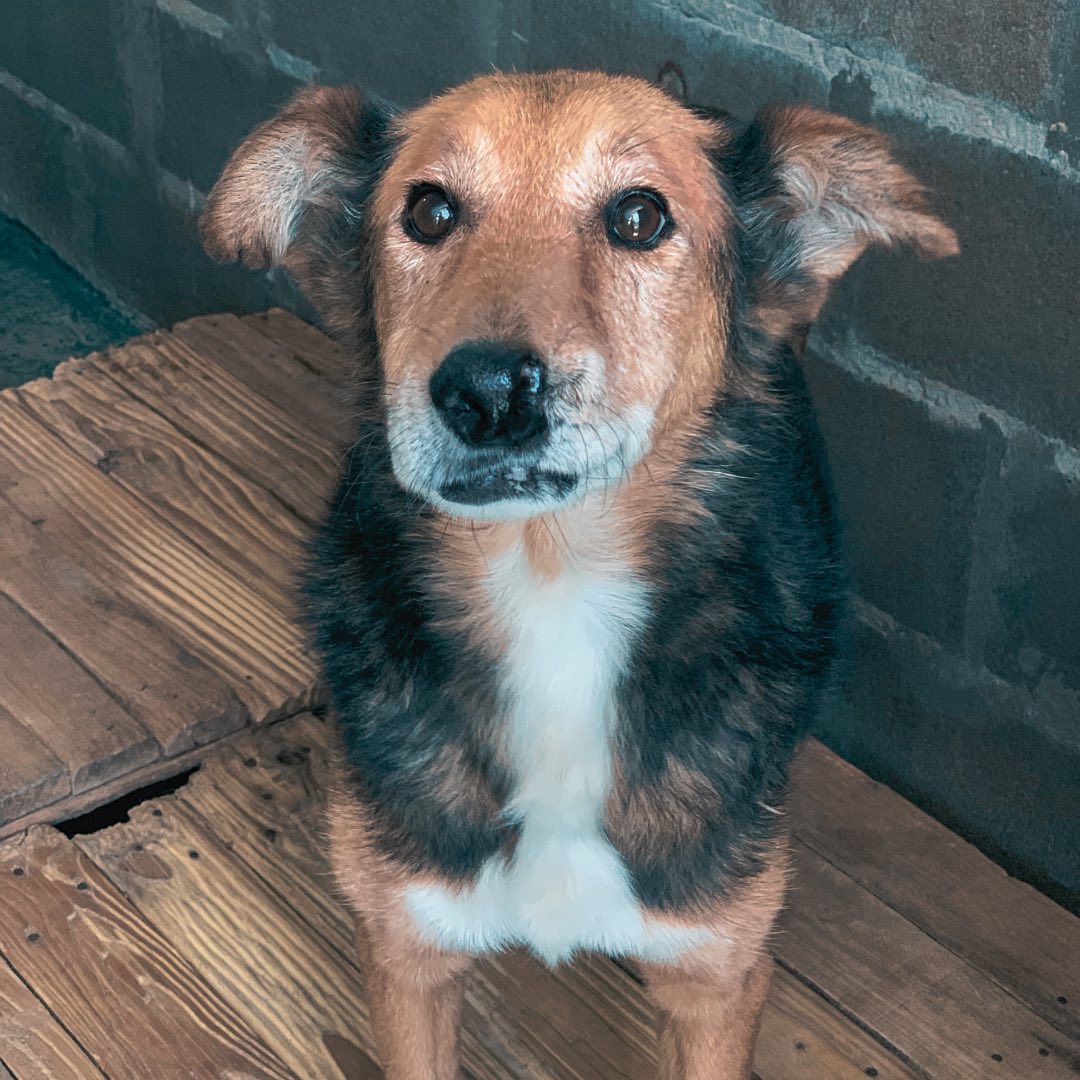 ATILIO ADOPTADO 🤍Hoy es el turno de Atilio 🐕 (no me digan que el emoji no es igual 🤭)Llegó al (4)