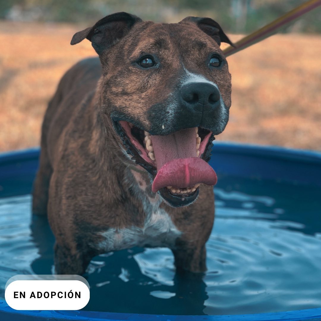 Hoy es el turno de presentar a este bombonazo que bautizamos Bongo. Este grandote llego al refu