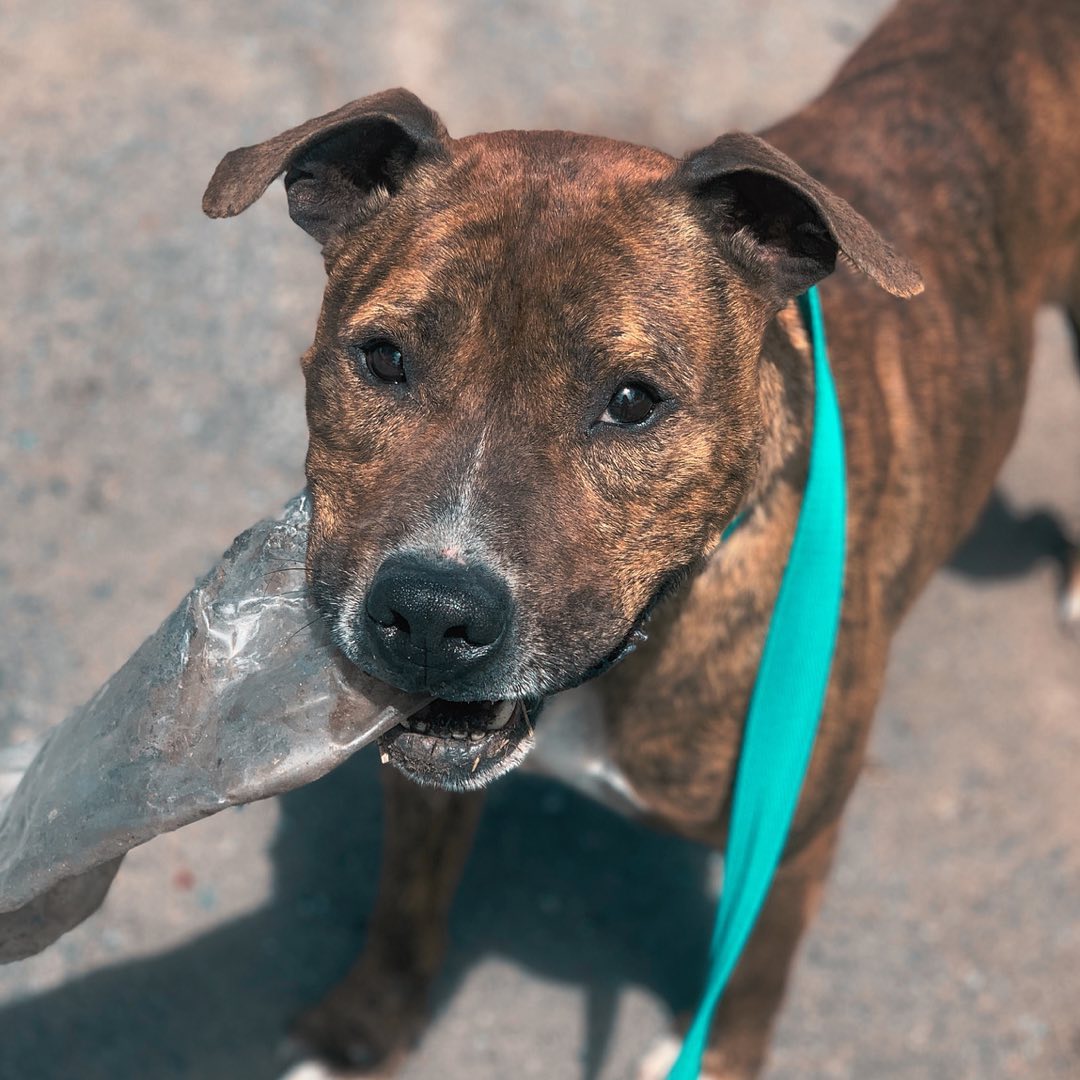 Hoy es el turno de presentar a este bombonazo que bautizamos Bongo. Este grandote llego al refu (1)