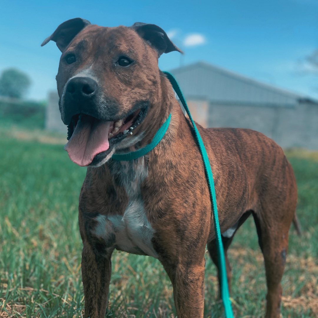 Hoy es el turno de presentar a este bombonazo que bautizamos Bongo. Este grandote llego al refu (2)