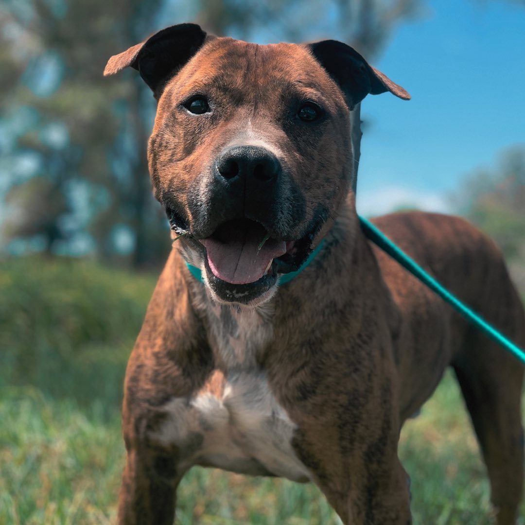 Hoy es el turno de presentar a este bombonazo que bautizamos Bongo. Este grandote llego al refu (3)
