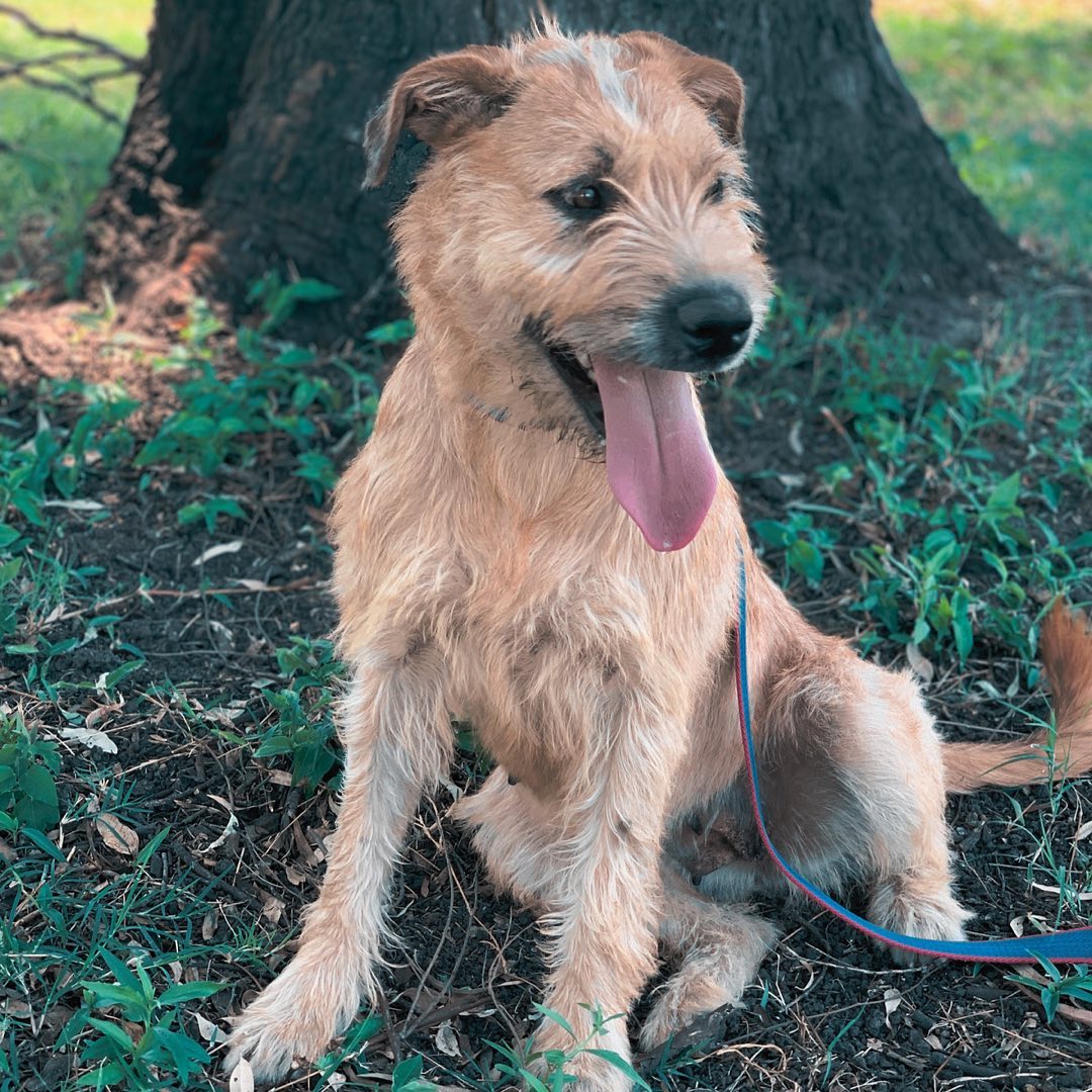 Hoy le toca presentarse a Freya! 🐕Está perrita hermosa llego con nosotros hace 5 meses... Ella (1)