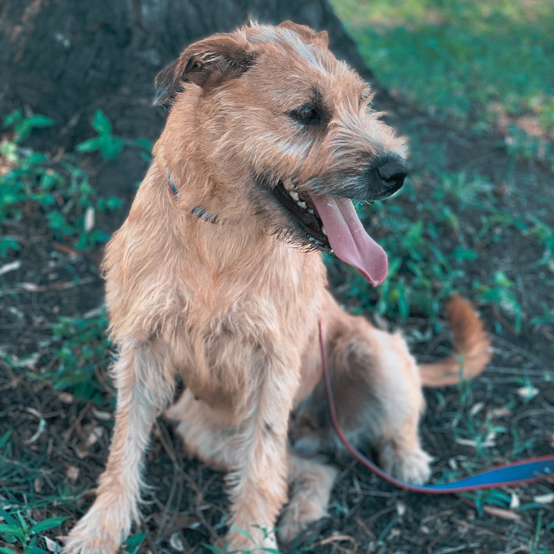 Hoy le toca presentarse a Freya! 🐕Está perrita hermosa llego con nosotros hace 5 meses... Ella (2)