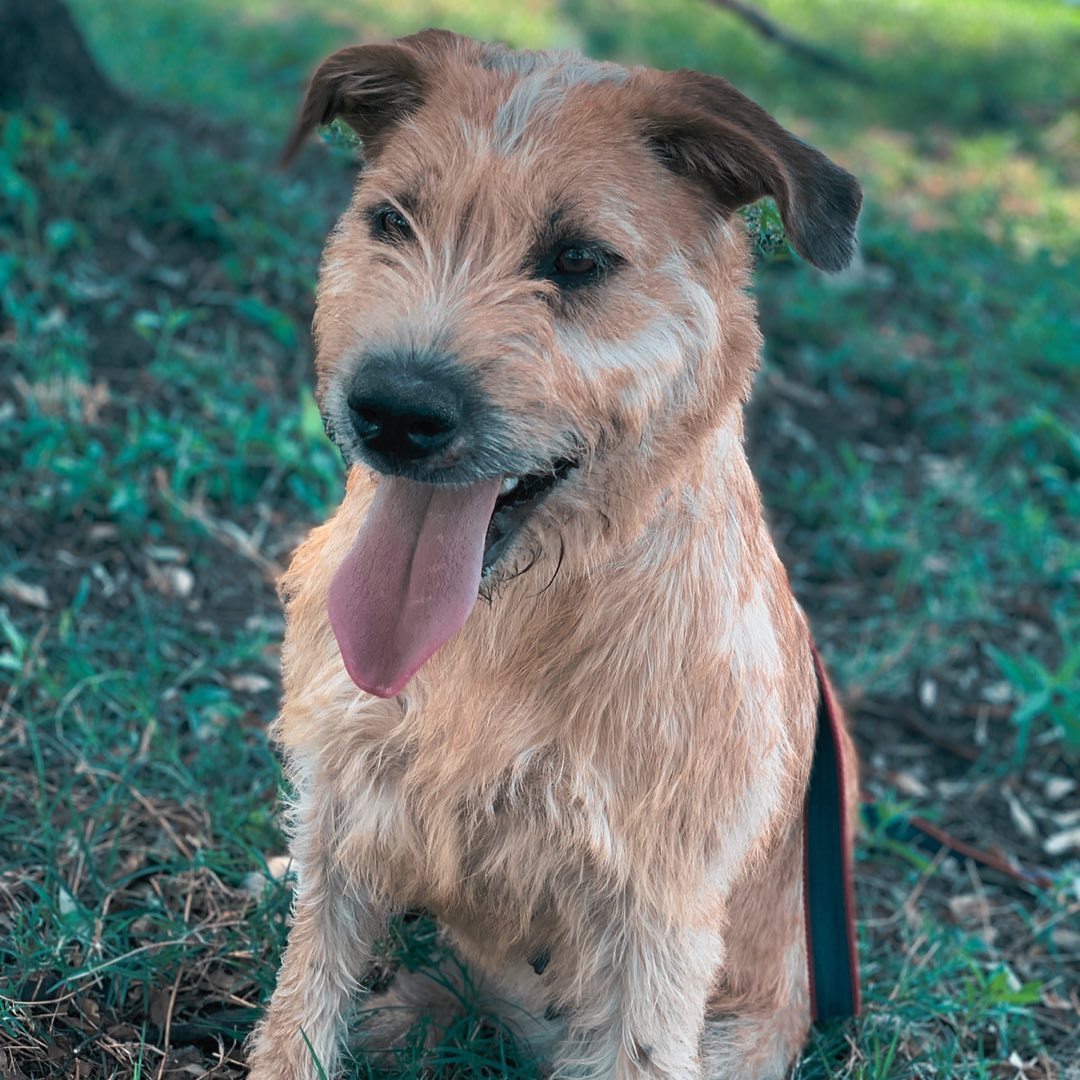 Hoy le toca presentarse a Freya! 🐕Está perrita hermosa llego con nosotros hace 5 meses... Ella (3)